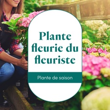 Fleurs et cadeaux La plante fleurie du fleuriste