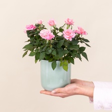 Bouquet de fleurs Rosier