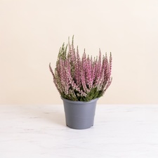 Composition florale Pot de bruyère