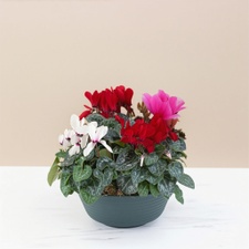 Composition florale Composition de cyclamens