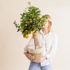 Fleurs et cadeaux Grand Calamondin