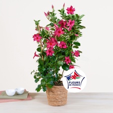 Plantes vertes et fleuries Dipladénia et son cache pot