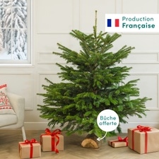 Plantes vertes et fleuries Sapin 125-150 cm Nordmann