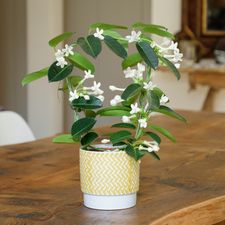 Plantes vertes et fleuries Stéphanotis