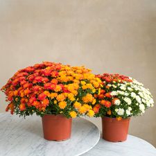 Fleurs deuil Duo de chrysanthème multicolore