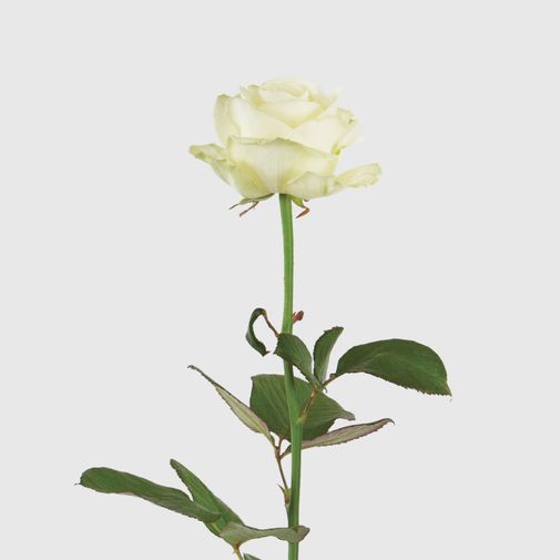 Bouquet de roses Rose blanche et son champagne Devaux
