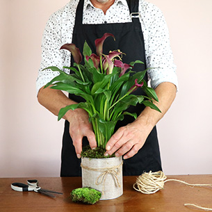 Calla Plantes vertes et fleuries Calla