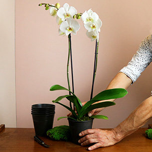 Candide Plantes vertes et fleuries Candide