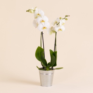 Plantes vertes et fleuries Candide Plantes vertes et fleuries Candide Fleurissement occasionnel