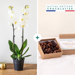 Plantes vertes et fleuries Candide et ses amandes au chocolat Plantes vertes et fleuries Candide et ses amandes au chocolat Bon rétablissement