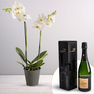 Plantes vertes et fleuries Candide et son champagne Devaux Plantes vertes et fleuries Candide et son champagne Devaux