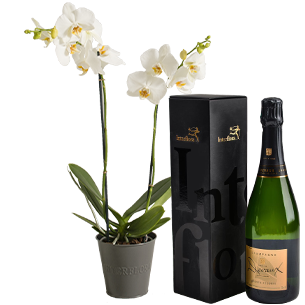 Plantes vertes et fleuries Candide et son champagne Devaux Plantes vertes et fleuries Candide et son champagne Devaux