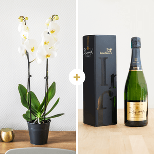 Plantes vertes et fleuries Candide et son champagne Devaux Plantes vertes et fleuries Candide et son champagne Devaux