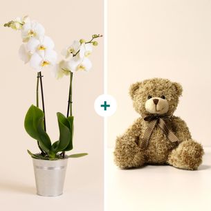 Plantes vertes et fleuries Candide et son ourson Harry Plantes vertes et fleuries Candide et son ourson Harry