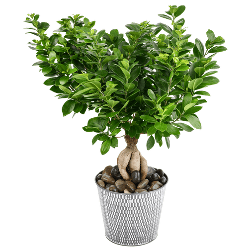 Plantes vertes et fleuries Ficus ginseng