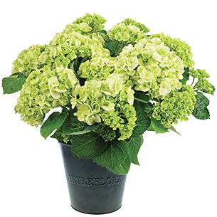 Plantes vertes et fleuries Hortensia Plantes vertes et fleuries Hortensia