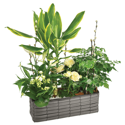Plantes vertes et fleuries Jardin d'eden