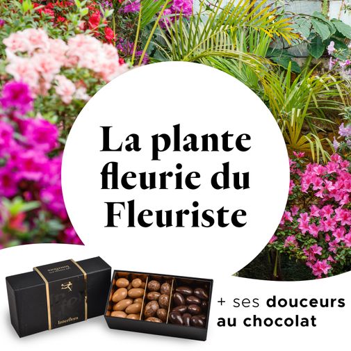 Fleurs et cadeaux Plante fleurie du fleuriste & Amandes  au chocolat