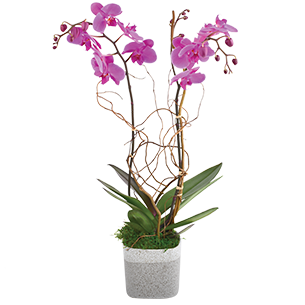 Plantes vertes et fleuries Purple Plantes vertes et fleuries Purple