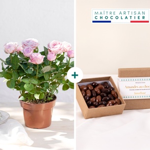 Bouquet de fleurs Rosier et ses amandes au chocolat Bouquet de fleurs Rosier et ses amandes au chocolat