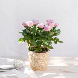 Bouquet de fleurs Rosier Bouquet de fleurs Rosier Livraison fleurs Fête des Grands-Mères - Dimanche 2 Mars