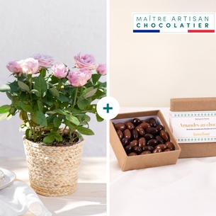 Plantes vertes et fleuries Rosier et ses amandes au chocolat Plantes vertes et fleuries Rosier et ses amandes au chocolat
