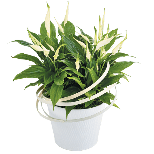 Plantes vertes et fleuries Spathiphyllum