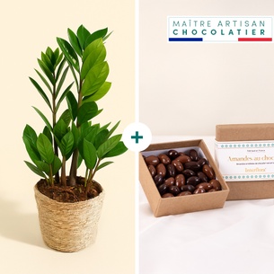 null Zamioculcas et ses amandes au chocolat null Zamioculcas et ses amandes au chocolat