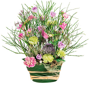 Fleurs deuil Menuet Fleurs deuil Menuet