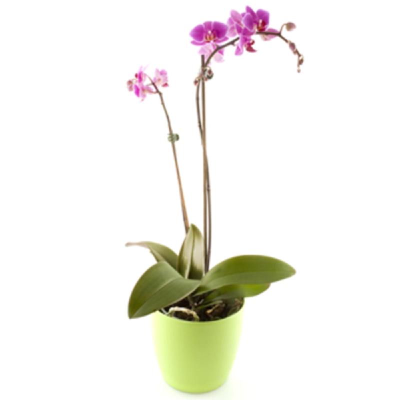 Bouquet de fleurs Orchid
