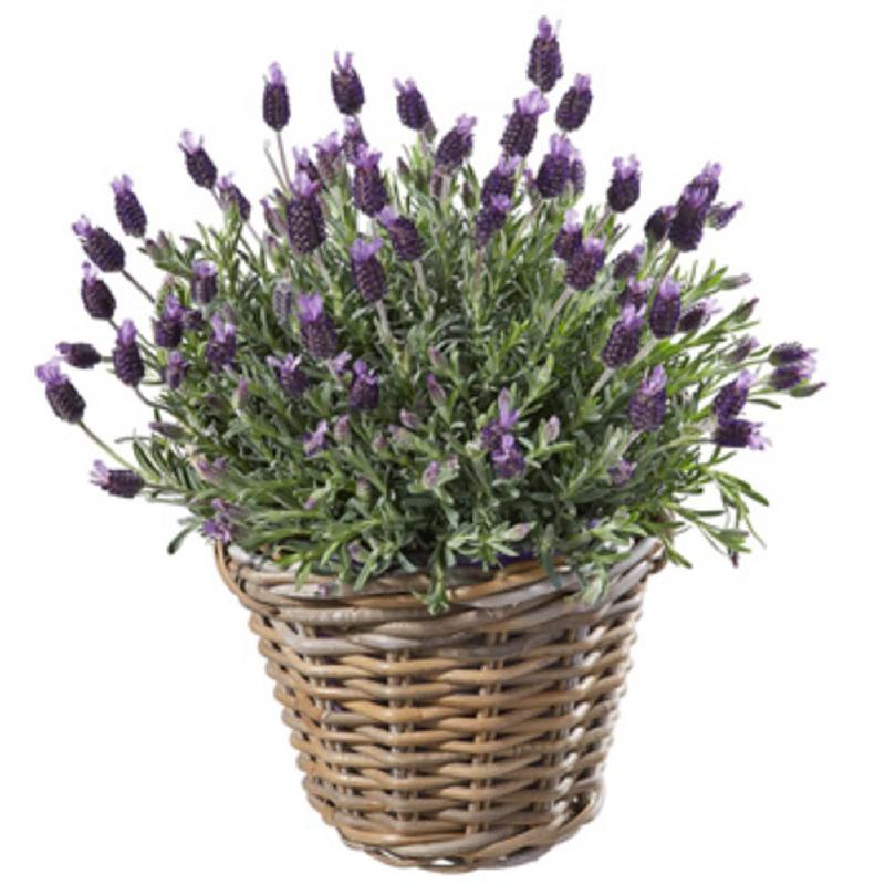 Bouquet de fleurs A basket of lavender