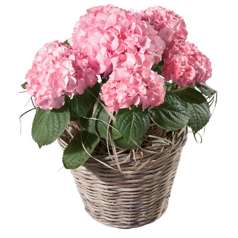Bouquet de fleurs Hydrangea (pink)