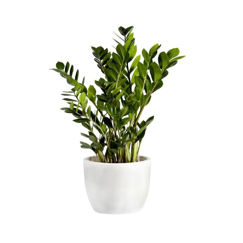 Bouquet de fleurs Zamioculcas Bouquet de fleurs Zamioculcas