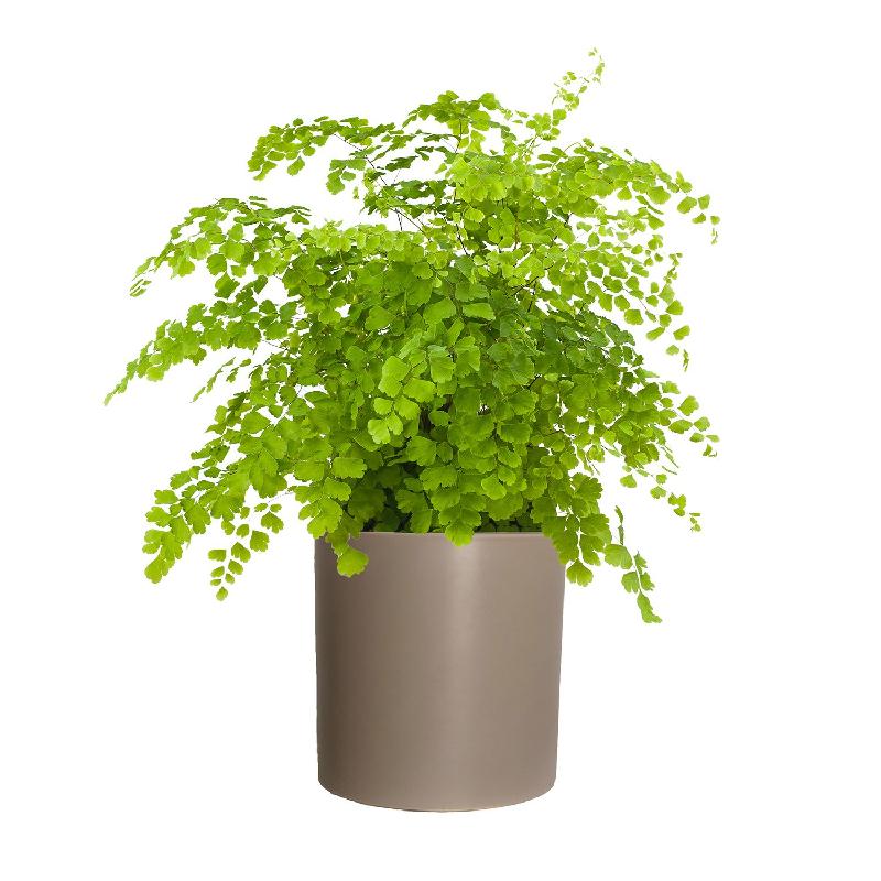 Bouquet de fleurs Venus Hair Fern Bouquet de fleurs Venus Hair Fern