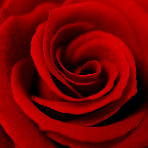 Bouquet de fleurs Brassée de 40 roses rouges et son écrin de 21 chocolats LOUI