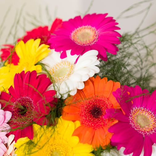 Bouquet de fleurs Brassée de germinis multicolores