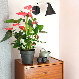 Plantes vertes et fleuries Anthurium Plantes vertes et fleuries Anthurium Collection Pour le plaisir