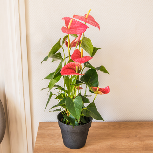 Plantes vertes et fleuries Anthurium Plantes vertes et fleuries Anthurium