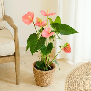 Plantes vertes et fleuries Anthurium Plantes vertes et fleuries Anthurium