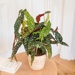 Plantes vertes et fleuries Begonia Maculata Plantes vertes et fleuries Begonia Maculata