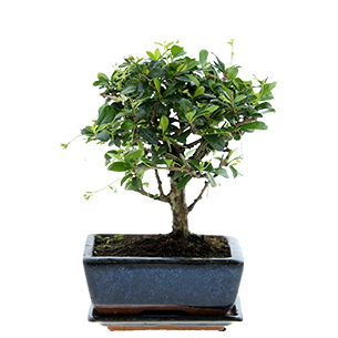 Plantes vertes et fleuries Bonsai Carmona Plantes vertes et fleuries Bonsai Carmona