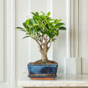 Plantes vertes et fleuries Bonsaï Ficus 5 ans d'âge Plantes vertes et fleuries Bonsaï Ficus 5 ans d'âge