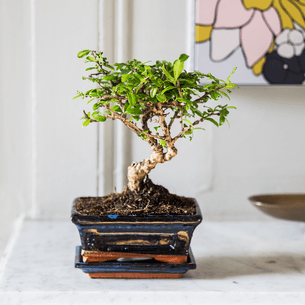 Plantes vertes et fleuries Bonsai Carmona Plantes vertes et fleuries Bonsai Carmona