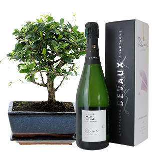 Bouquet de fleurs Bonsai et son champagne Bouquet de fleurs Bonsai et son champagne