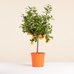 Fleurs et cadeaux Grand Calamondin Fleurs et cadeaux Grand Calamondin