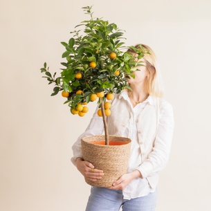 Fleurs et cadeaux Grand Calamondin Fleurs et cadeaux Grand Calamondin