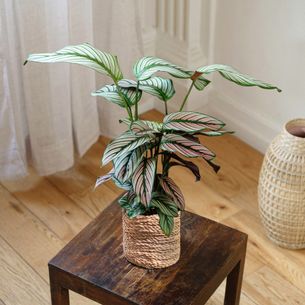 Plantes vertes et fleuries Calathea Majestica White Star Plantes vertes et fleuries Calathea Majestica White Star Bon rétablissement