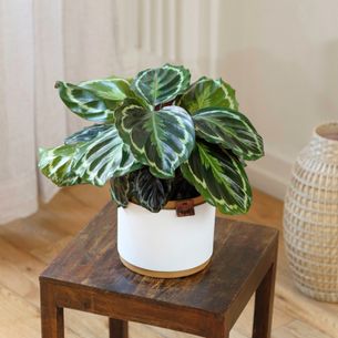 Plantes vertes et fleuries Calathea Medaillon Plantes vertes et fleuries Calathea Medaillon