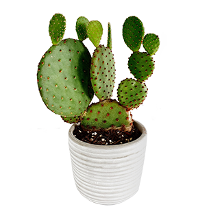 Plantes vertes et fleuries Cactus raquettes - 30 cm Plantes vertes et fleuries Cactus raquettes - 30 cm Collection Hommes