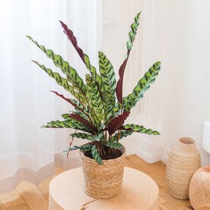Plantes vertes et fleuries Calathea Rattlesnake Plantes vertes et fleuries Calathea Rattlesnake